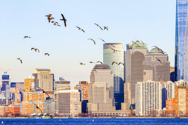 飞越纽约市的加拿大鹅图片下载
