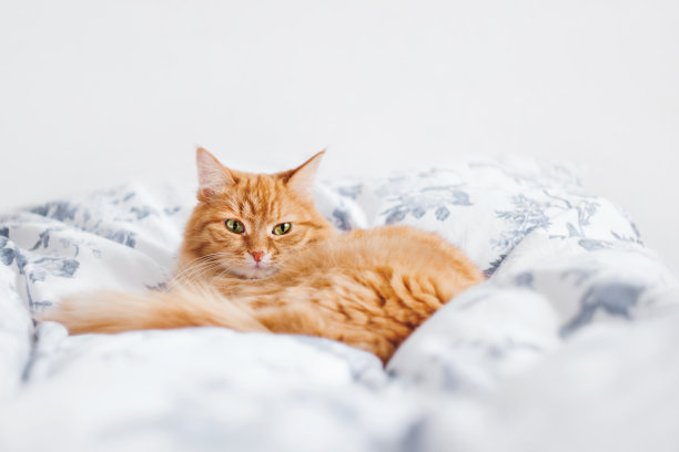 昏昏欲睡的姜猫躺在床上。毛茸茸的宠物在卧室亚麻上，阳光照亮。舒适的家庭背景。图片下载