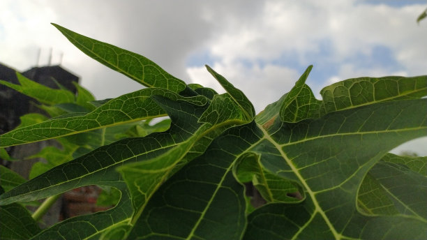 树叶与天空插画摄影图片下载