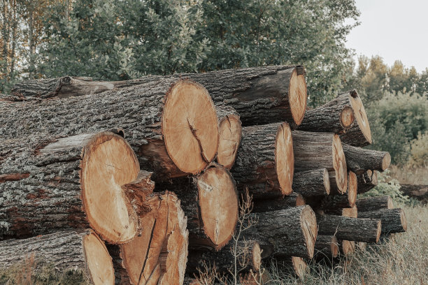 大量砍伐树木图片下载