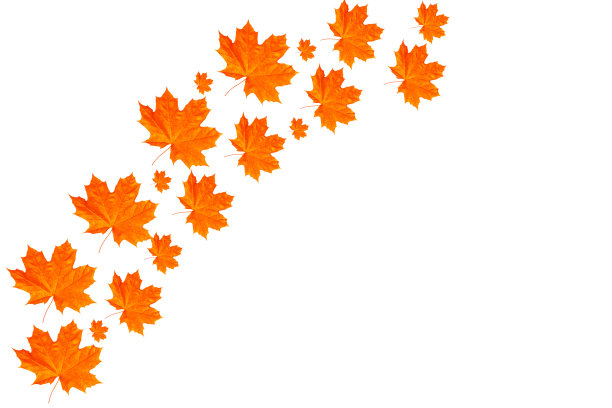 鲜艳的秋叶。自然图片下载