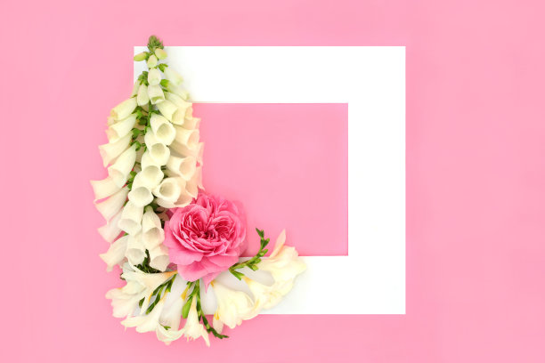 玫瑰毛地黄和小苍花夏季背景边界图片下载