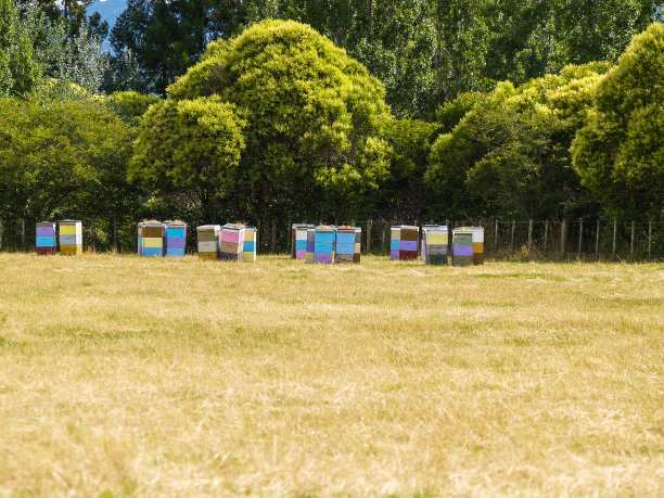 蜂箱遍布田野图片下载