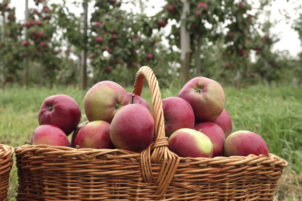 收获前苹果园里成熟的苹果。秋天收获的时候，大红色美味的苹果挂在果园的树枝上。篮子里的苹果。秋日阴天，柔影。图片下载