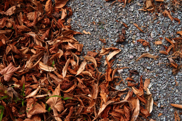 干树叶铺在柏油路的背景上。干叶弗拉姆号。前视图。平的。图片下载