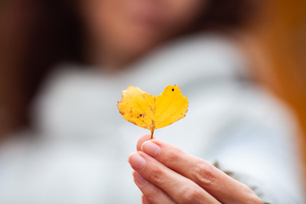 模糊的背景上，女性手中心形的黄色秋叶。图片下载