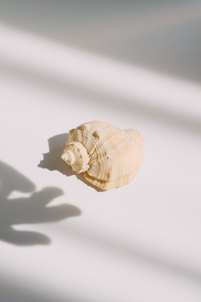 白色桌子上孤立的天然贝壳。图片下载