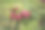 收获前苹果园里成熟的苹果。秋天收获的时候，大红色美味的苹果挂在果园的树枝上。篮子里的苹果。秋日阴天，柔影。图片下载