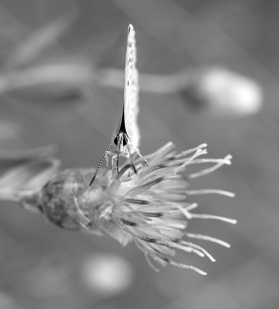 蓟花和斑蝶，特写。图片下载