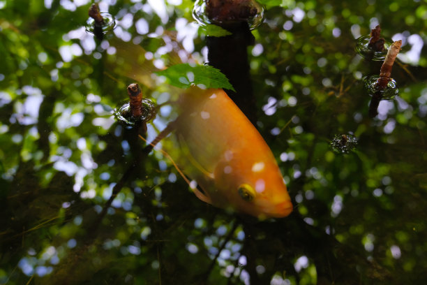 水里有一条黄色的鱼。图片下载