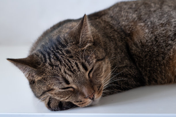 白底上一只睡着的猫的特写照片图片下载