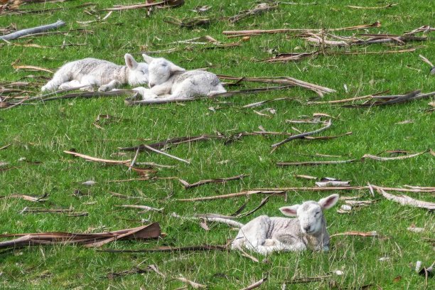 沉睡的羊羔图片下载