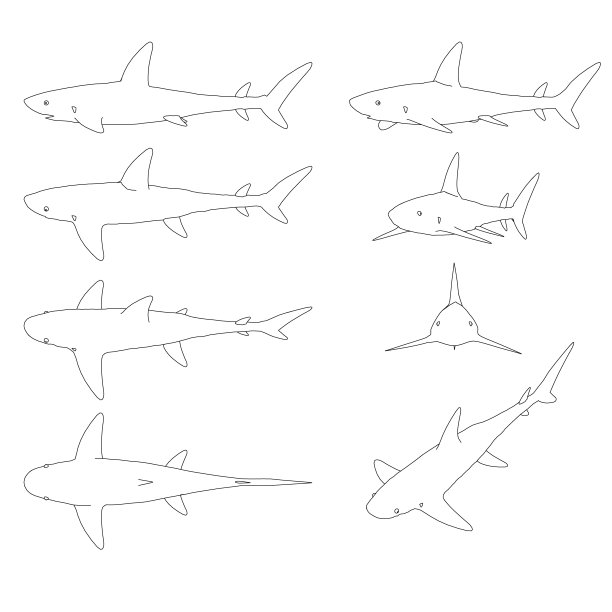 设置了一条鲨鱼在不同位置的轮廓，从白色背景上孤立的黑线。矢量插图。图片下载