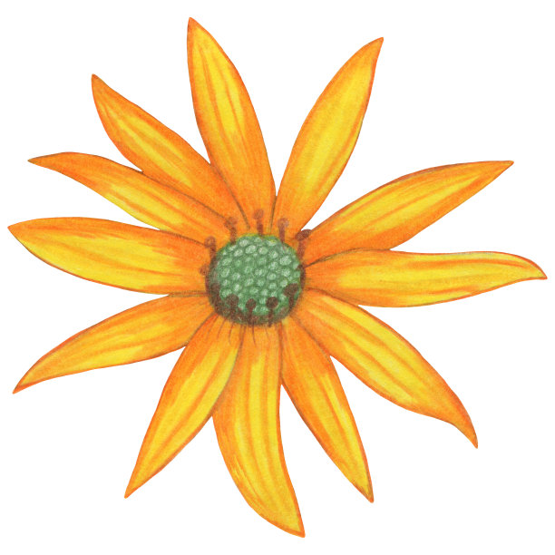 白色背景上手绘黄色黄柏。图片下载