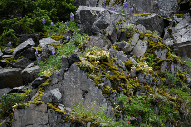 岩石立面的野花图片下载