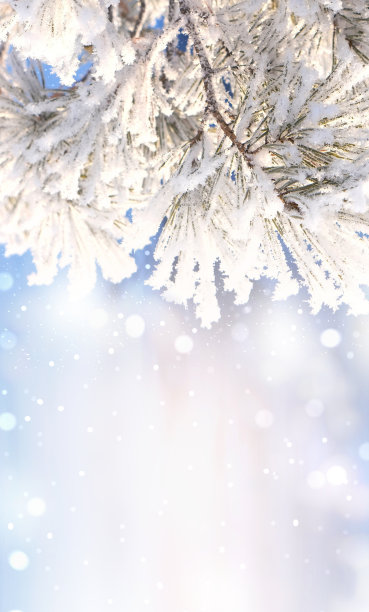 圣诞树上覆盖着雪花和冰晶，抽象的新年背景。副本的空间。横幅图片下载