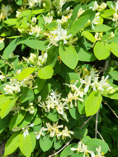 蜂蜜吃奶图片下载