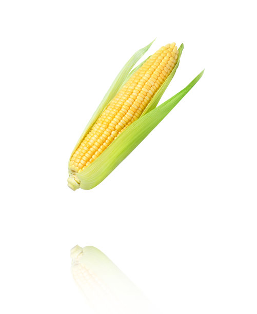 白色背景上的玉米图片下载