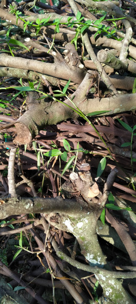 在印度尼西亚的一个花园里，一堆小树枝图片下载