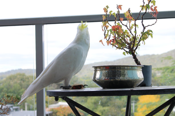阳台上的凤头鹦鹉和盆景。图片下载
