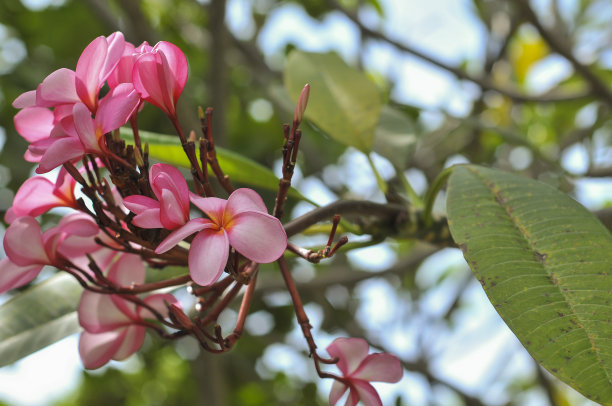 鸡蛋花或凤仙花图片下载