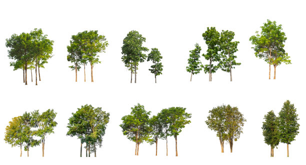 白色背景上的孤立的树图片下载