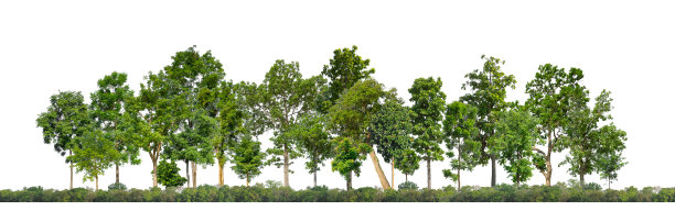 绿色的树木孤立在白色的背景。图片下载