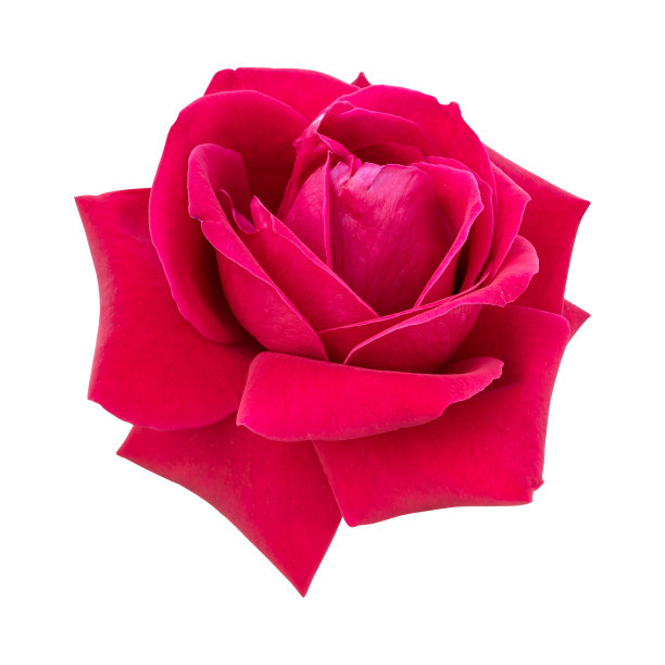 美丽的栗色玫瑰花图片下载