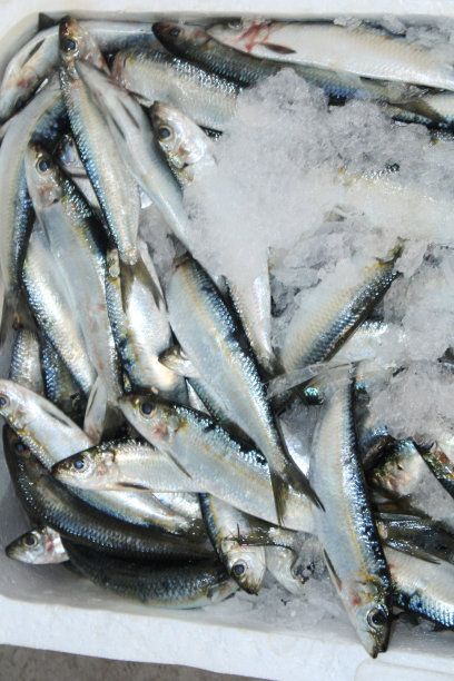 市场货架上的黑线鳕图片下载