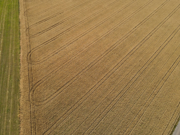 航拍的一个成熟的麦田与车道在七月图片下载