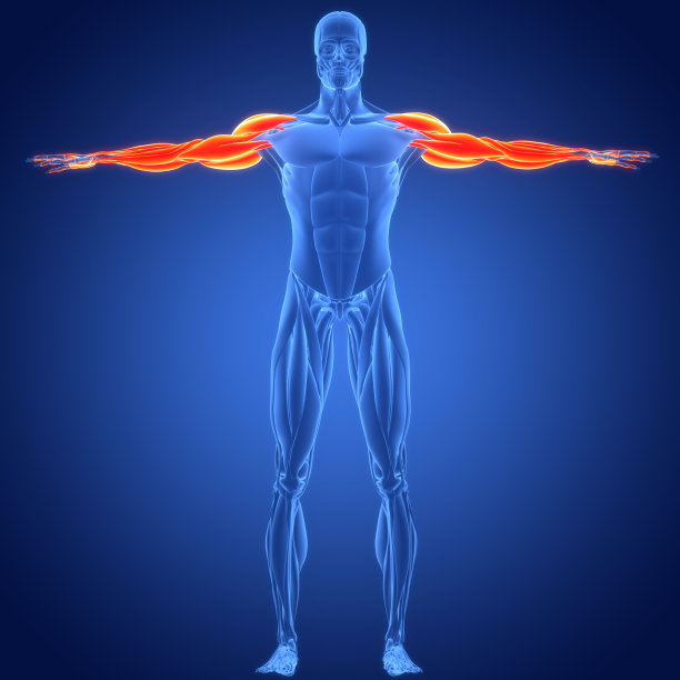 人体肌肉系统手部肌肉解剖学图片下载