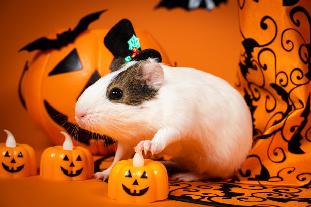阴险的豚鼠庆祝万圣节，用爪子抓着一个发光的南瓜图片下载