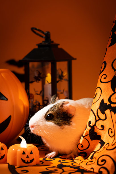 一只豚鼠坐在灯笼和南瓜旁边。宠物和万圣节。图片下载
