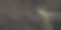 黑土背景上的一株胡椒粉苗，有一个地方可以写文字。图片下载