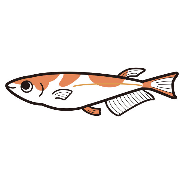 那简单的鳉鱼插图图片下载