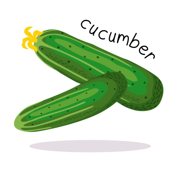 绿色黄瓜的矢量图图片下载