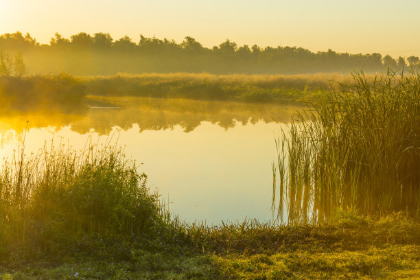 雾蒙蒙的湖边，芦苇和野花在秋天日出的阳光下的湿地图片下载