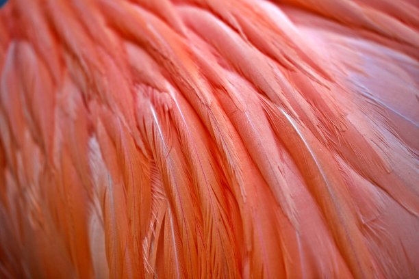 靠近火烈鸟图片下载