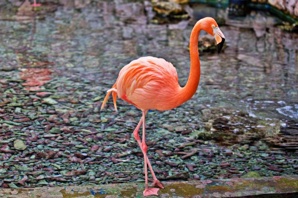 靠近火烈鸟图片下载