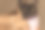 特写肖像可爱的黑猫休息柳条箱盖着温暖的毯子图片下载