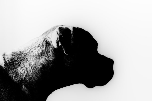 狗头剪影，拳击犬肖像，白色背景。黑白照片图片下载