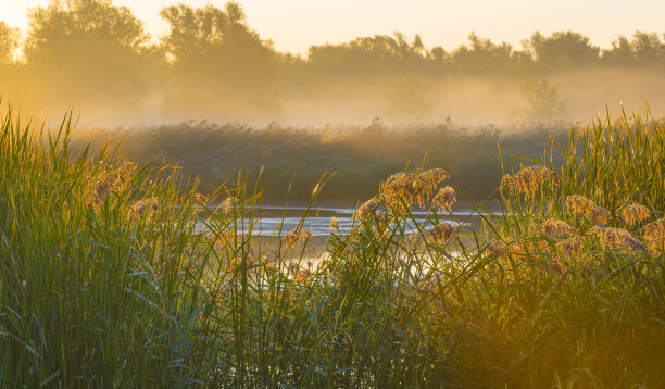 雾蒙蒙的湖边，芦苇和野花在秋天日出的阳光下的湿地图片下载