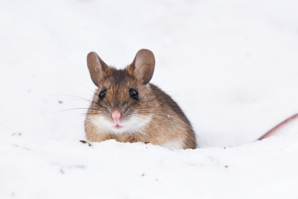 雪中的木鼠(姬鼠)。图片下载