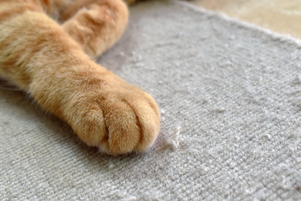 姜黄色的猫爪放在地毯上。图片下载