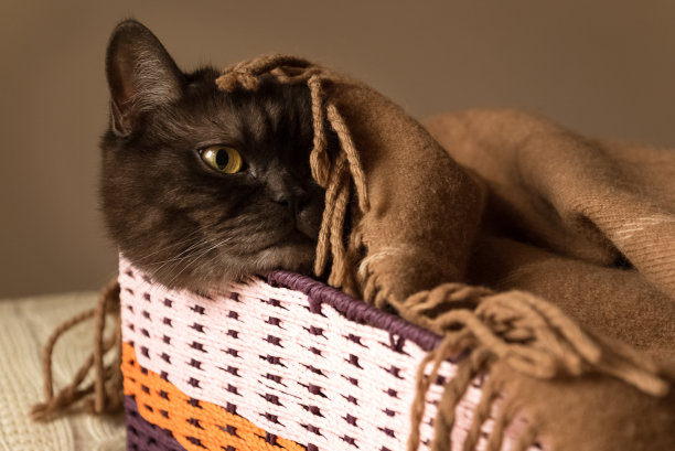 可爱的黑猫躲在柳条箱温暖的毯子下图片下载