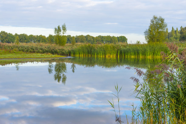 在秋天日出的阳光下，芦苇和枯萎的野花在湿地的湖边图片下载