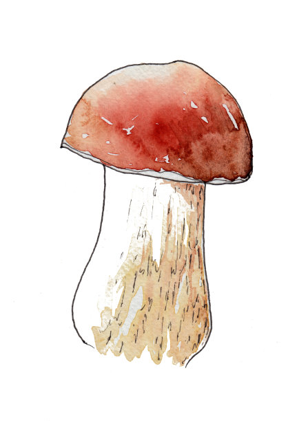 牛肝菌属菌类蘑菇图片下载