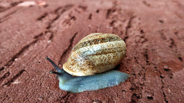 蜗牛在墙上移动的特写图片下载