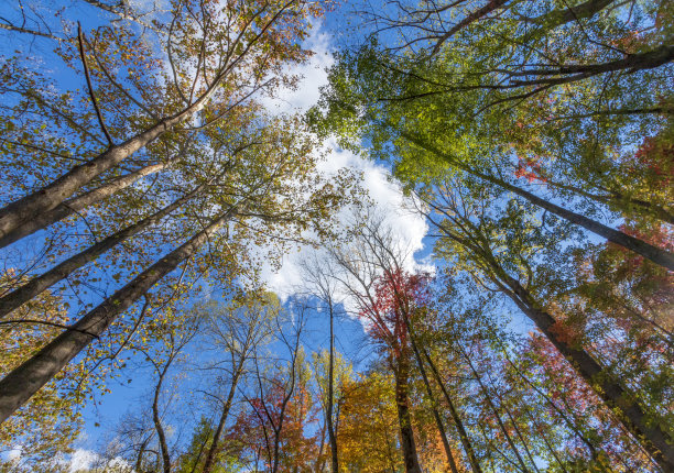 大烟国家公园里生机勃勃的秋色树叶图片下载