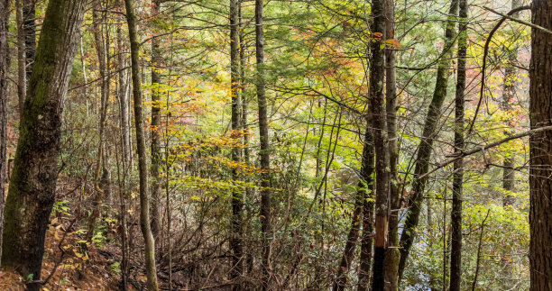 大烟国家公园里生机勃勃的秋色树叶图片下载
